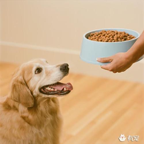 狗狗一顿吃多少狗粮,两个月的狗狗一顿吃多少狗粮,一次喂多少狗粮合适？