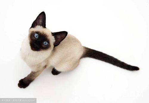 泰国猫暹罗猫多少钱,泰国猫暹罗猫多少钱一只,泰国暹罗猫一般家养级的多少钱?听说是品种猫里价位最便宜的？