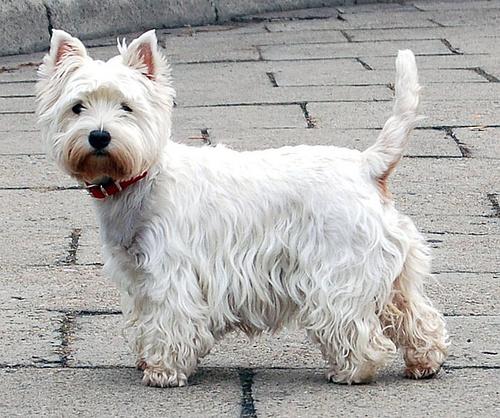 西部高地白梗犬多少钱,西部高地白梗犬价格,苏格兰梗和西高地的区别？