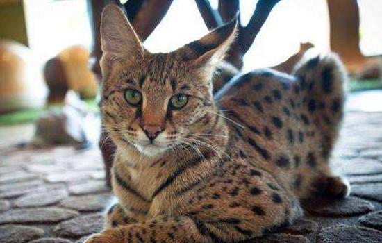 热带草原猫多少钱,热带草原猫多少钱一只,中国十大贵族猫？