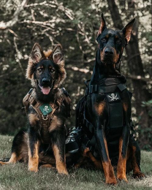 杜宾犬和德牧哪个厉害,杜宾犬和德牧哪个适合家养,杜宾犬与德国犬的区别？