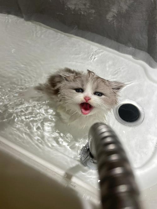 猫咪洗澡水温多少度,猫咪洗澡水温多少度合适,猫洗澡水温多少合适？