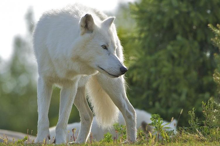 白狼犬多少钱一只,白狼犬多少钱一只图片,以白狼为主角的动画片电影？