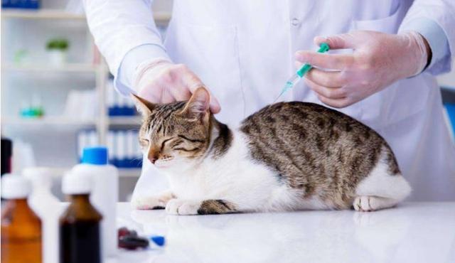 给猫咪打疫苗要多少钱,给猫咪打疫苗要多少钱一次,到宠物医院给猫打疫苗要花多少钱？