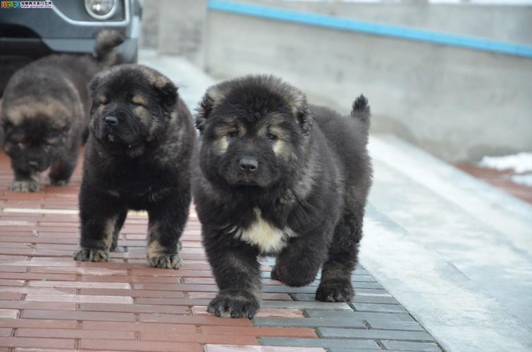 高加索幼犬多少钱一只,高加索幼犬多少钱一只纯种,俄罗斯高加索幼犬多重？