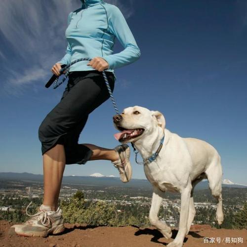 狗一次性能跑多少公里,狗狗跑几公里会累死吗,一只狗能跑几小时？