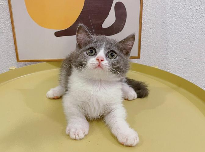曼基康猫一般要价多少,三花曼基康猫一般要价多少,两千八买个英短曼基康蓝猫值不值？