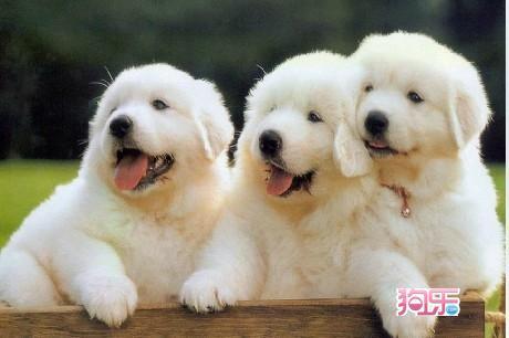 小白熊犬多少钱一只,小白熊犬多少钱一只幼犬,小白兔对应的情侣名？