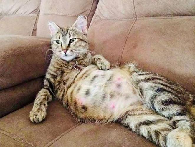 猫怀孕肚子,猫怀孕肚子是不是硬的,怀孕的猫肚子突然变小是怎么回事？
