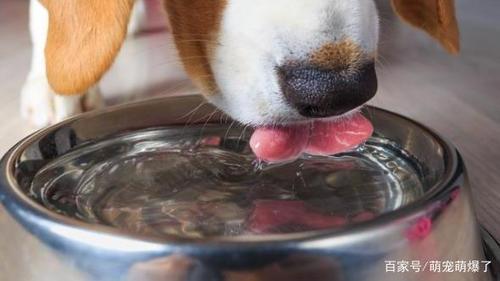 狗每天喝多少水,狗每天喝多少水合适,狗狗一次性可以喝多少水？
