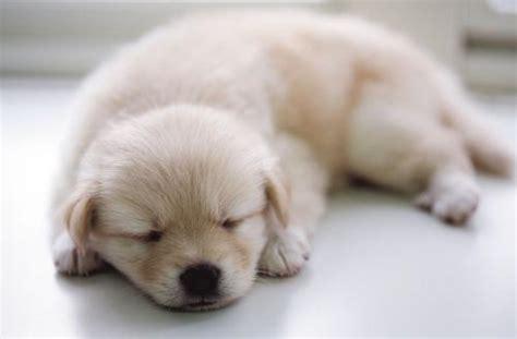 小狗的睡眠时间是多少,小狗的睡眠时间是多少个小时,三个月的小狗一天睡多久？