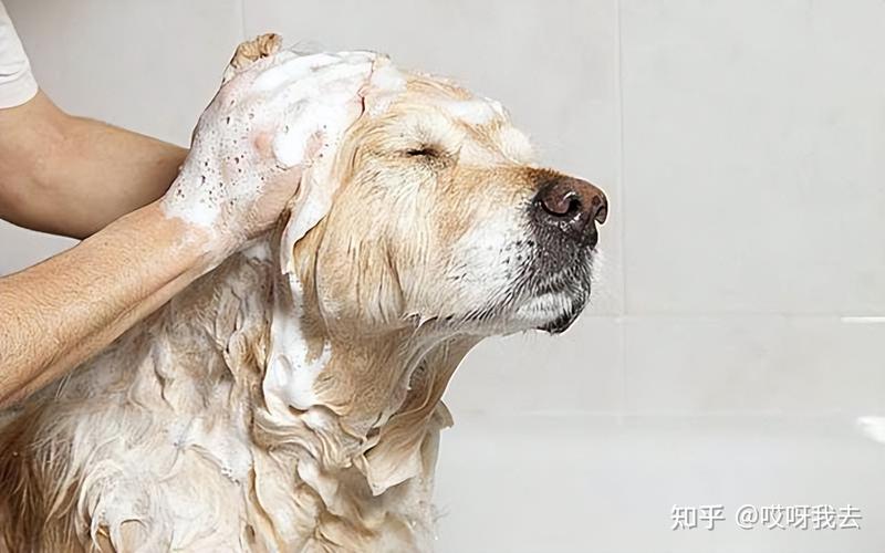 小狗多少天洗一次澡,小狗多少天洗一次澡合适,小狗一个星期需要洗几次澡？