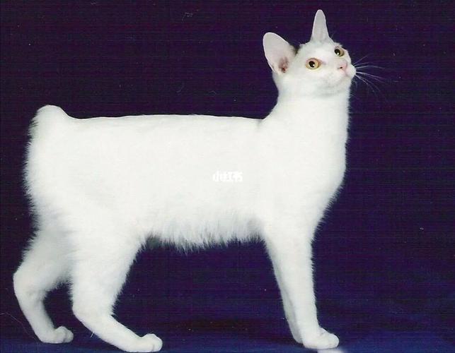 日本短尾猫多少钱一只,日本短尾猫多少钱一只幼崽,猫的图片和品种？
