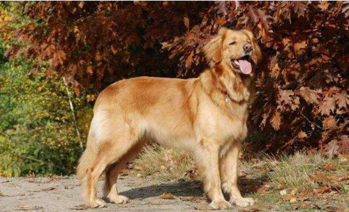 霍夫瓦尔特犬多少钱,霍夫瓦尔特犬多少钱一只,长得像金毛的大型犬？