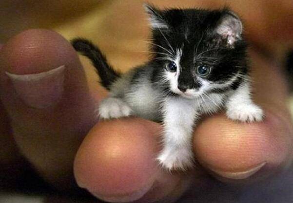 世界上最小的猫多少钱,世界上最小的猫多少钱一个,世界上最漂亮最小的猫？