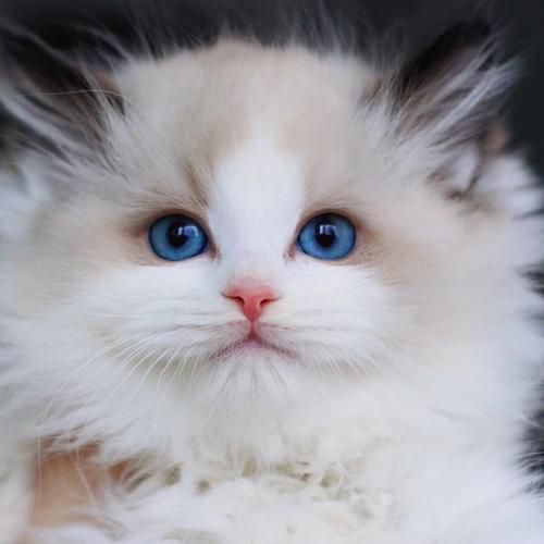 蓝眼布偶猫多少钱一只,蓝眼布偶猫多少钱一只正常价,布偶猫最珍贵的品种？