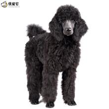 灰色巨贵犬多少钱一只,灰色巨贵犬多少钱一只幼崽,灰巨贵和灰巨贵生出什么颜色啊？