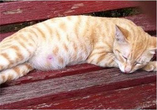猫咪肚子下垂,猫咪肚子下垂软软的很松,猫咪怀孕肚子下垂是要生了吗？