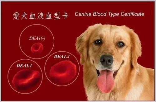 狗有多少种血型,狗有多少种血型分别是什么,动物生理血型名词解释？