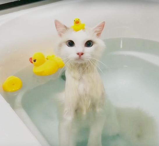 小猫多少天可以洗澡,刚出生的小猫多少天可以洗澡,小猫多久可以洗澡？