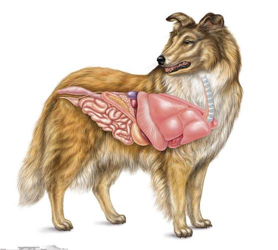 狗的肚子在哪,狗的肚子在哪个位置图,狗狗生出来时肠子露在肚子外面，是什么原因造成，的？