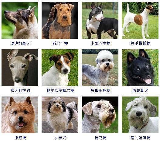 狗有多少个品种,世界上狗有多少个品种,狗的种类分多少种？
