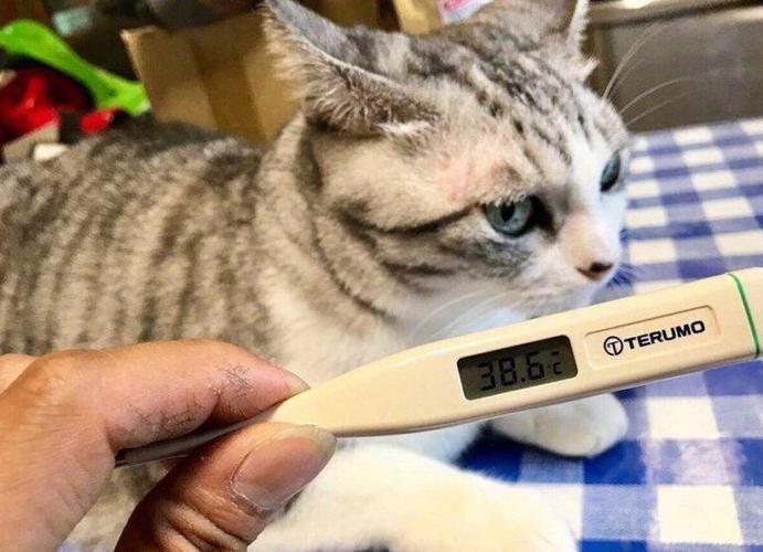 猫咪腋下体温多少正常,猫咪腋下体温多少正常范围,猫生产前体温？