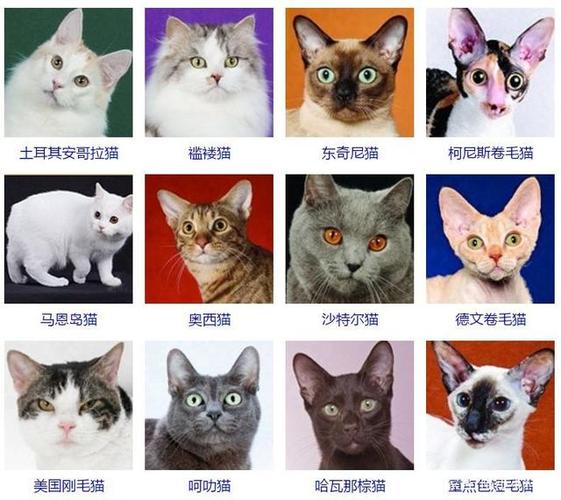 宠物猫有多少品种,宠物猫有多少品种图片,猫猫品种十大名猫？