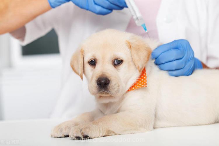 狗子打疫苗多少钱,狗子打疫苗多少钱一针啊,宠物狗一年打几次疫苗？一年疫苗需花多少钱？