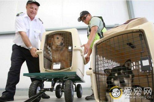 狗航空托运多少钱,狗航空托运多少钱一公斤,空运狗狗运费得多少钱啊？