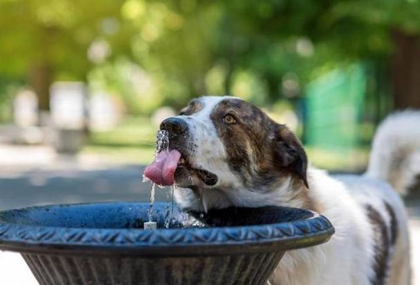 狗狗拉肚子能喝水吗,狗狗拉肚子能喝水吗?,狗狗拉肚子又吐能给它喝水吗？