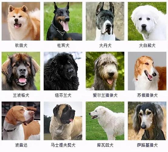 狗的品种有多少种,狗的品种有多少种类,动物种类名称有哪些？