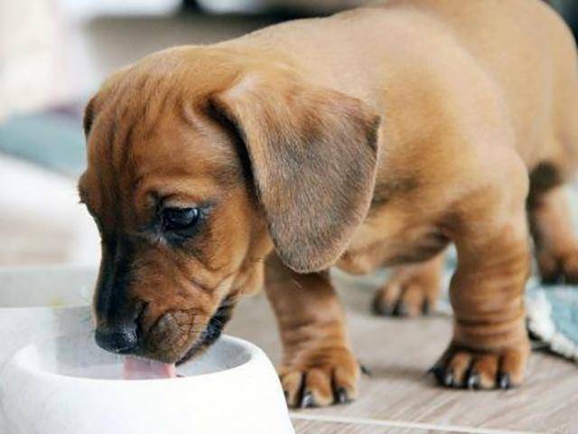 狗拉肚子能喝水吗,小狗拉稀禁食24小时能喝水吗,狗狗拉肚子又吐能给它喝水吗？