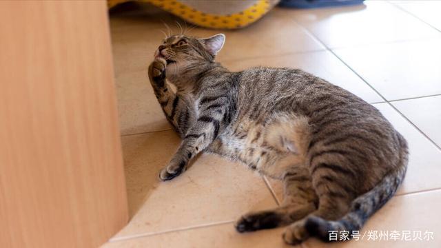 猫咪肚子疼的表现,猫咪肚子疼的表现图,小奶猫肚子一抽一抽的怎么办？