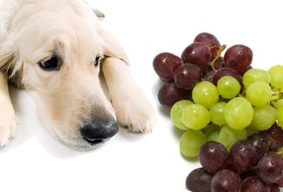 小狗吃多少葡萄会中毒,小狗吃多少葡萄会中毒呕吐,拉布拉多能吃多少个葡萄？