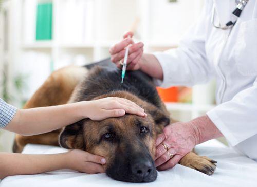 小狗检查身体多少钱,小狗检查身体多少钱一次,检查犬瘟细小冠状副流感需要多少钱？