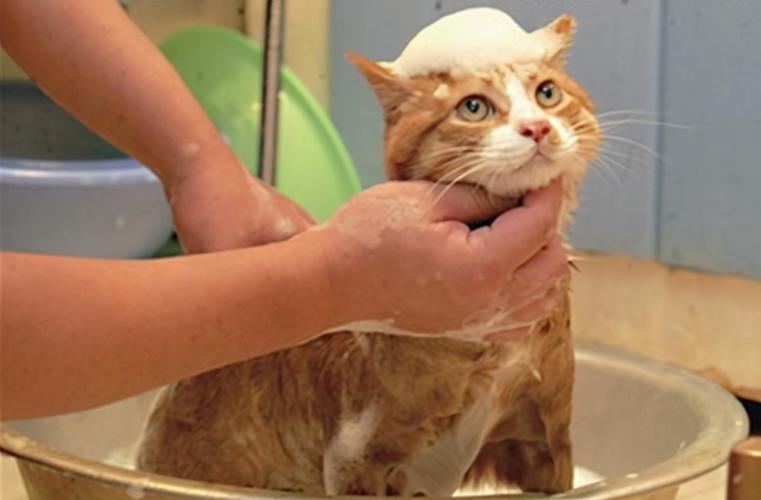 给猫洗澡水温多少合适,猫洗澡过了几天死了,给猫洗澡的水温多少最合适？