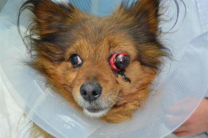 狗眼球摘除手术多少钱,狗眼球摘除手术多少钱一次,狗狗眼睛下被撕了一个大口子（没伤及眼球），请问应该怎么处理？