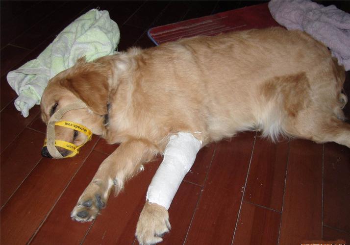 狗腿断了治疗要多少钱,狗腿断了不管他能好吗,狗狗的腿断了，但没钱做手术，怎么做能对它的腿有帮助一点？