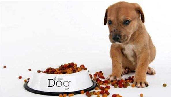 狗狗拉肚子还能喂食吗,狗狗拉稀要禁食禁水吗,给狗狗吃土霉素可以么？