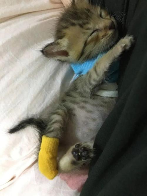 猫骨折手术大约多少钱,猫腿断了没钱去医院怎么办,猫后腿断了如何在家自己固定？