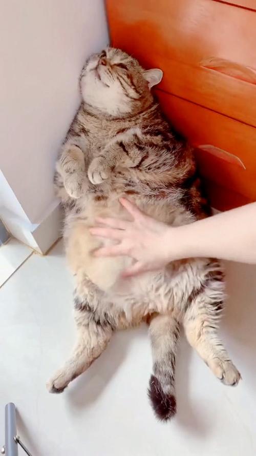 给猫咪按摩肚子的方法,给猫咪按摩肚子的方法视频,猫胀气了，怎么给它揉肚子它会觉得舒服？