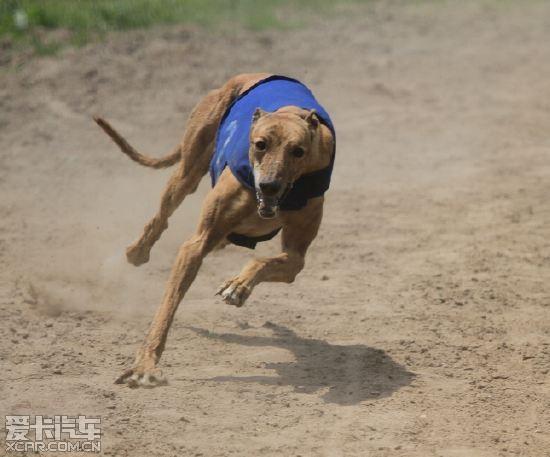 狗的最快速度是多少,狗的最快速度是多少千米每小时,狗的最快速度是多少