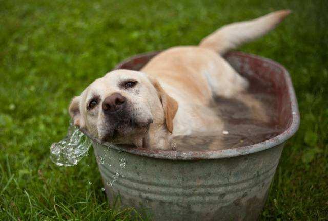 狗中暑会拉肚子吗,狗中暑会拉肚子吗怎么办,狗狗中暑有什么症状？