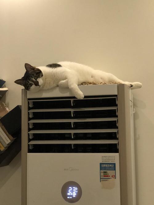 猫咪吹空调拉肚子,猫咪吹空调拉肚子怎么办,猫喝空调外机的水有事吗？