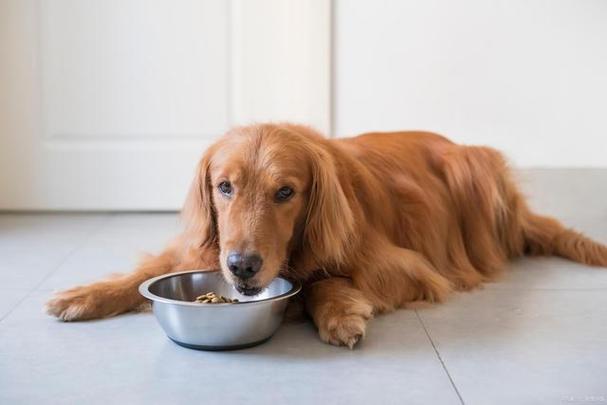 狗肚子治胃病民间配方,狗肚子怎么炖才治胃病,狗狗得胃病有哪些症状？