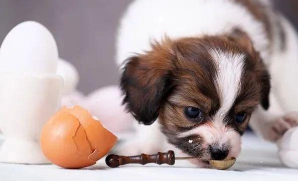 狗拉肚子能吃鸡蛋吗,狗拉肚子能吃鸡蛋吗怎么喂,狗狗能不能吃鸡蛋？