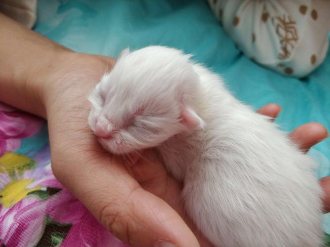 刚出生的小猫喂多少奶,刚出生的小猫喂多少奶粉,刚出生小猫吃多久奶能吃饱？