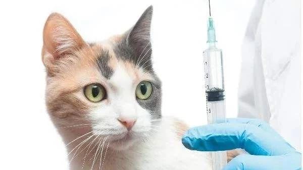给幼猫打疫苗多少钱,给幼猫打疫苗多少钱一针,猫瘟输液多少钱？