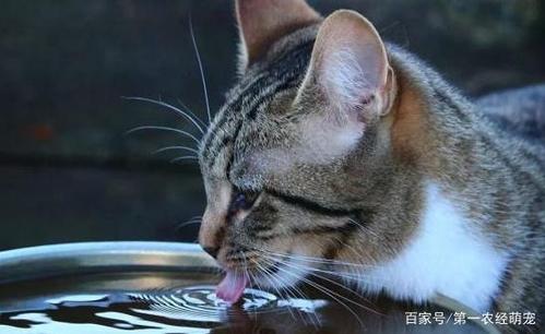 猫一天喝多少水正常,成年猫一天喝多少水正常,猫咪能喝自来水还是白开水？